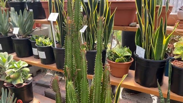 Euphorbia trigona v. rubra “Ruby African Milk Tree” смотреть онлайн