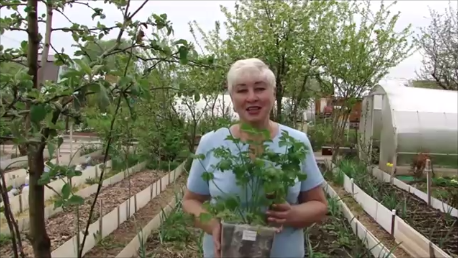 ПОСАДКА  КОРНЕВОГО  СЕЛЬДЕРЕЯ.