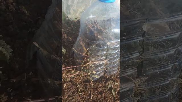 Как сохранить хризантему в зиму не выкапывая! Как правильно укрыть хризантемы на зиму. 100% способ! смотреть онлайн