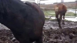 #ЛОШАДИ#ЖЕРЕБЕЦ#ЖЕРЕБЯТА# ВЫПУСТИЛИ ЛОШАДЕЙ НА ПРОГУЛКУ