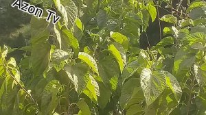 Тушда Одам Вафот Этса Нима Болади |•Шайх Мухаммад Содик Юсуф /Savol Javob.