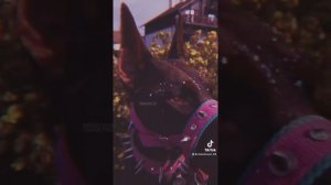 Подборка видео из Тик Ток с доберманом