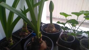 Как добиться повторного цветения Гипеаструма