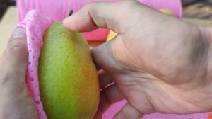 как растет Груша на Яблоне // How a Pear Grows on an Apple Tree