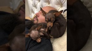 Смешная собака тойтерьер