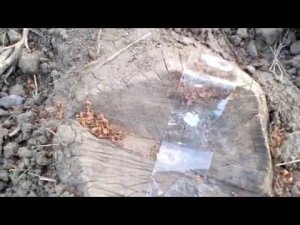 Удаление пеньков на огороде с помощью ВЕШЕНОК!