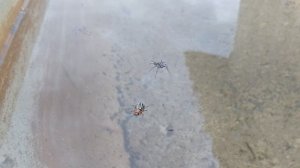 американец в воде