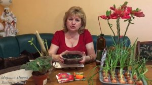 Укоренитель -Вы этого не знали !!! Для рассады .