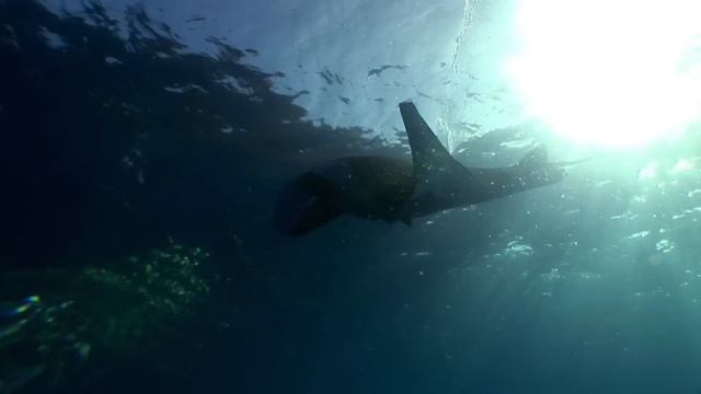 Водная жизнь - [22_26] Синие просторы (1080p) смотреть онлайн