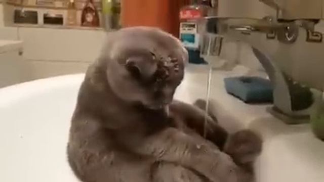 Кот моется под краном. смотреть онлайн