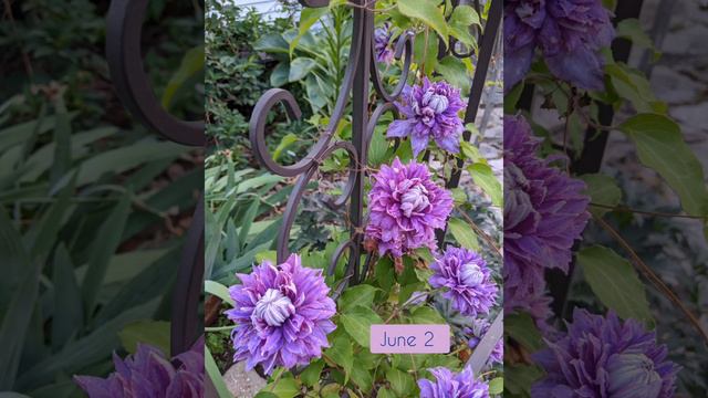 Progression of Diamantina™ Clematis