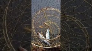 Рыбалка на Сарженском озере.