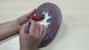 ПОЧКА и нефрон: строение и функции, для ОГЭIЕГЭ.Наглядное строение почки на модели.ЕГЭIОГЭ