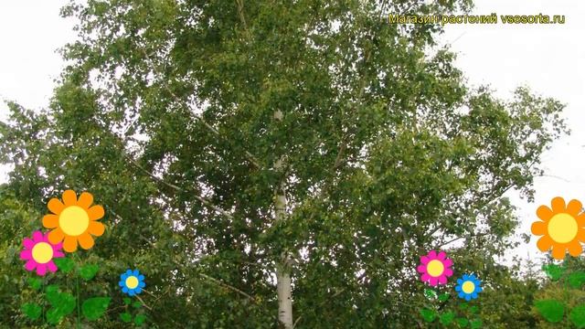 Береза повислая. Краткий обзор, описание характеристик betula pendula