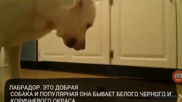 САМЫЕ ПОПУЛЯРНЫЕ ПОРОДЫ СОБАК!! !