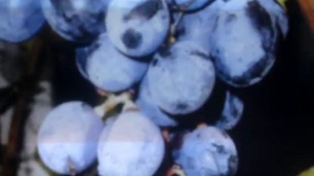 Виноград Нептун смотреть онлайн