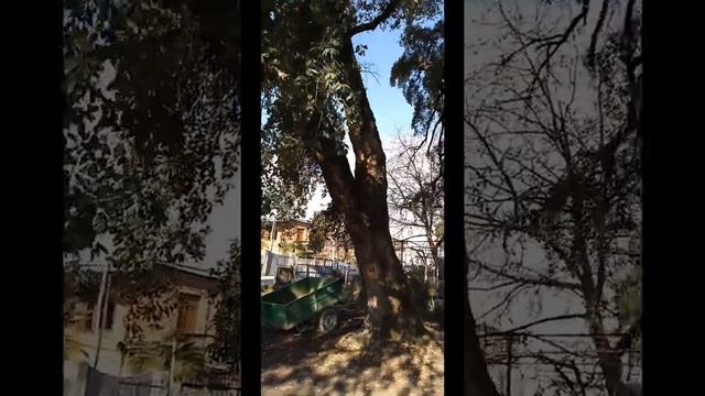 მარადმწვანე მუხა. Quercus ilex. смотреть онлайн