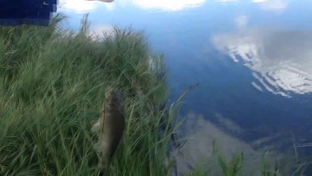 Ловля карася на пикер / донная ловля карася 2020 смотреть онлайн