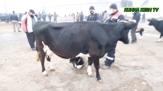 Margilon kombinat mol bozori|маргилон Комбинат мол бозори 13.12.2020 МАРҒИЛОН КОМБИНАТ МОЛ БОЗОРИ