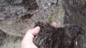 слой торфяника 2 метра залегает на песках в старом русле реки