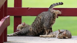 Кошачьи фокусы: Когда милые кошки творят чудеса 😂 Самые смешные животные 2024 😂 #9