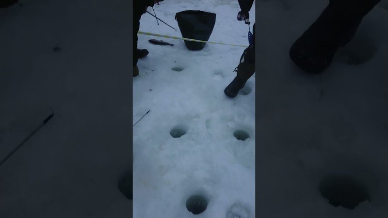 Лососи рвут снасти