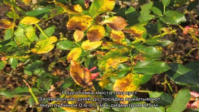 Почвопокровные розы — что это такое, сорта