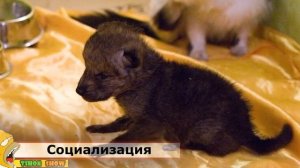 КАК ЗАВЕСТИ ДОМАШНЕГО ВОЛКА?