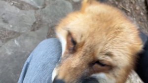 Алиса - лиса. Фырчит