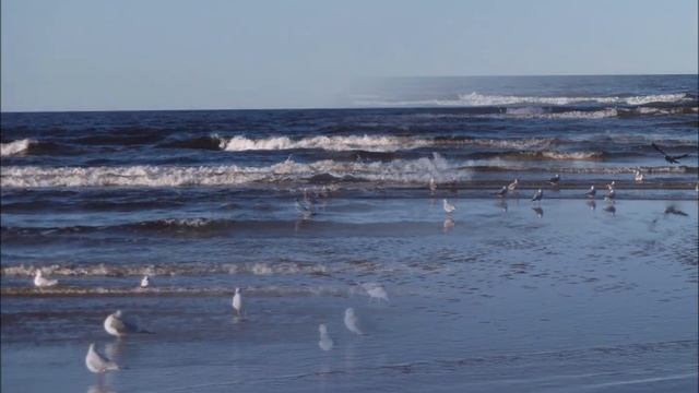 УСПОКАИВАЮЩИЕ ВОЛНЫ МОРЯ И ЧАЙКИ. РЕЛАКС. ПРИРОДНАЯ ЗВУКОТЕРАПИЯ.
