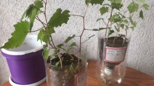382. Виноград из косточек. Новый эксперимент. Результат.