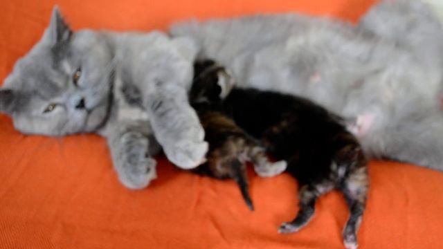 Funny, sweet and clumsy newborn kittens/ смешные, сладкие и неуклюжие новорожденные котята смотреть онлайн