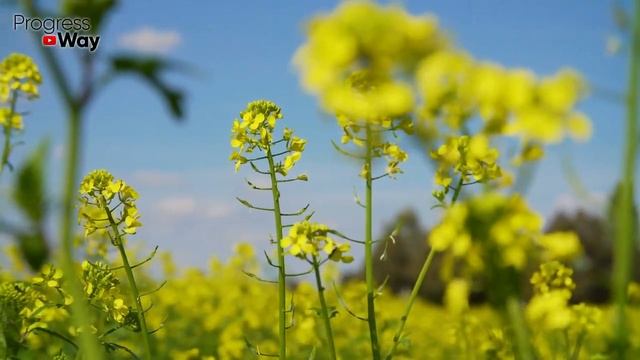 Горчица Как Сидерат: Как Сеять, Когда Косить, Максимальная Польза