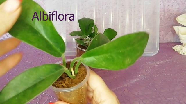 Проверяем как укоренились черенки хой  #хойи #черенки #растения #комнатныерастения #уходзацветами