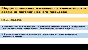 патогенез брюшного тифа