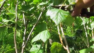 Пересадка черной смородины летом