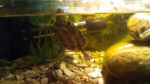 Красноухая черепаха содержание ребенку