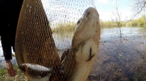 Сколько можно заработать на рыбе ?