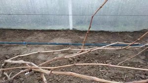 ПОДВЯЗКА И ФОРМИРОВАНИЕ ВИНОГРАДА ЗИМОЙ В ТЕПЛИЦЕ.