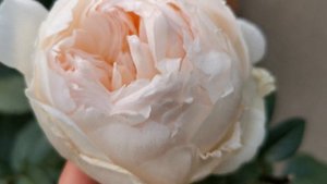 BOLERO ROSE plant by Jacques Mouchotte introduced by MEILLAND  Romantica series Yves Roses イヴ バラ ボレ