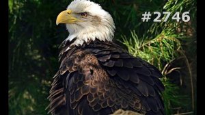 #2746. Птицы - хищники (В мире животных)