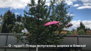 Как отпугнуть птиц от вишни и черешни... наш опыт