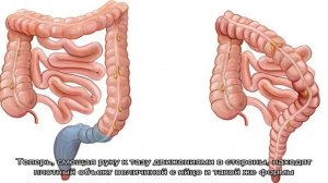 Техника ректального исследования крупного рогатого скота
