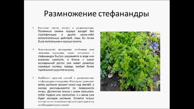 СТЕФАНАНДРА