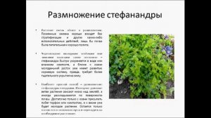 СТЕФАНАНДРА