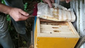 Подсадка неплодных маток в нуклеусы.