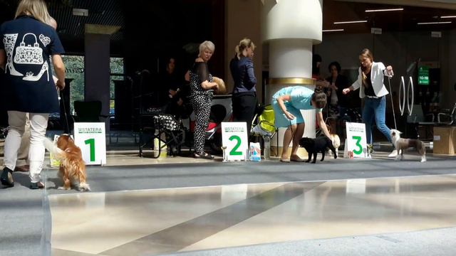 06.08.2022, СПб. Клуб "Каскад". Выставка собак САС 9 группы FCI смотреть онлайн