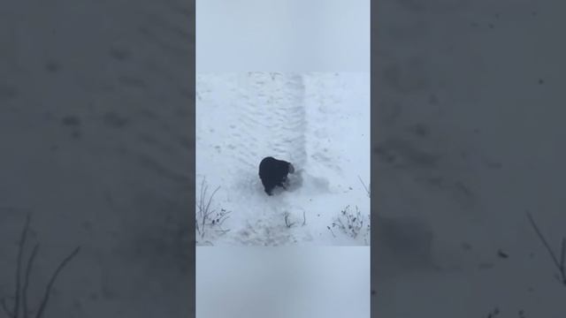 Соколиная Гора, ситуация со снегом, жители справляются кто как может #cоколинаягора #вао #скоролето