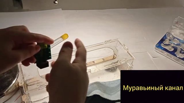 Как убраться у муравьёв, и как сделать бесплатный декор смотреть онлайн