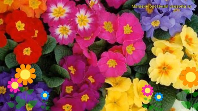 Примула бесстебельная Пионер Флейм. Краткий обзор, описание primula acaulis Pioner Flame смотреть онлайн